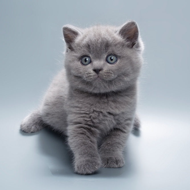 Quick British Shorthair male, blue