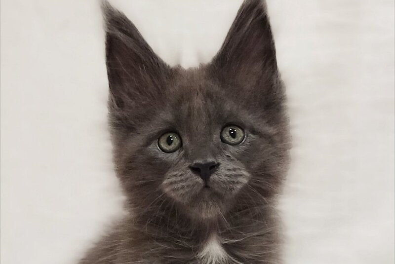 Drhonik Maine Coon male, blue silver with white