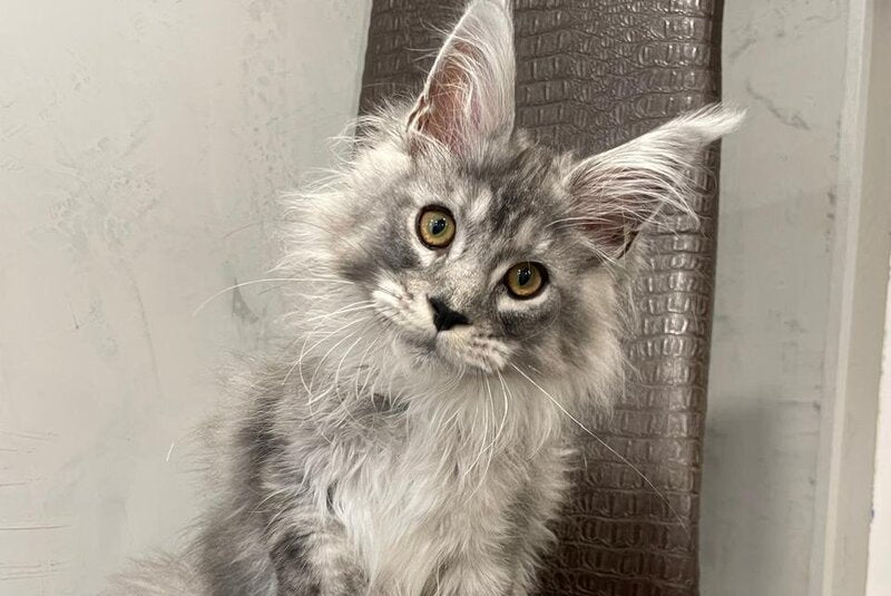 Dankos Maine Coon polydactyl male, black silver ticked tabby