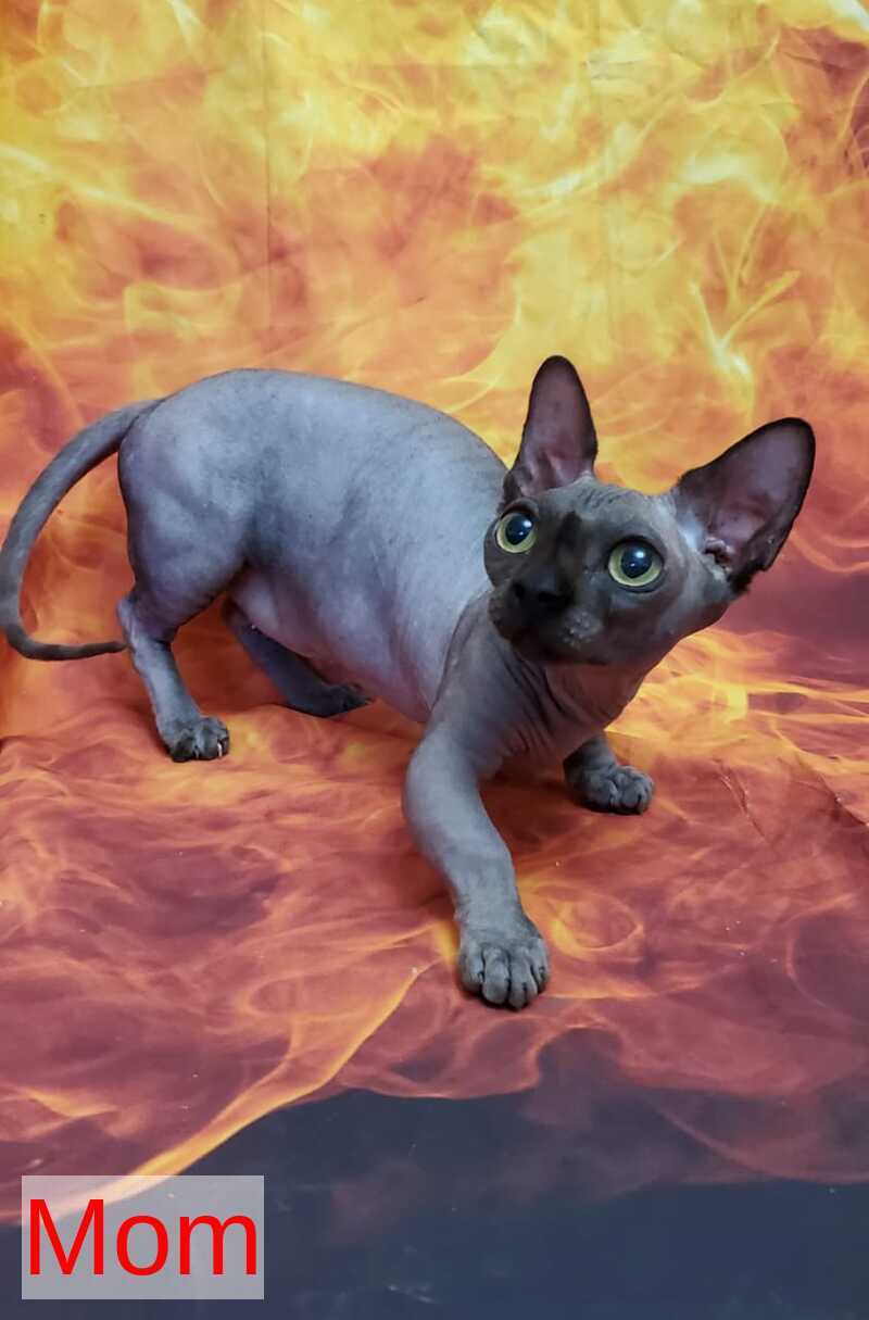 Uno Bambino male black bicolour - live animals