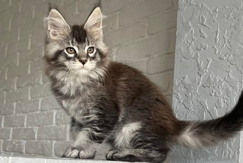 Xan Maine Coon male black silver ticked tabby - live animals