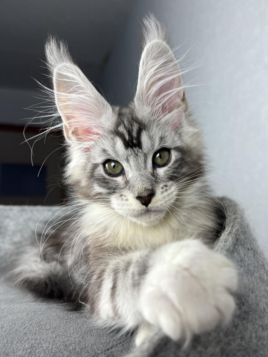 Lovejoy Maine Coon male black silver tabby with white live animals