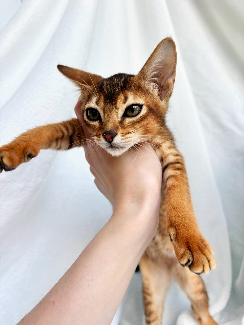 Sara Abyssinian female, ruddy