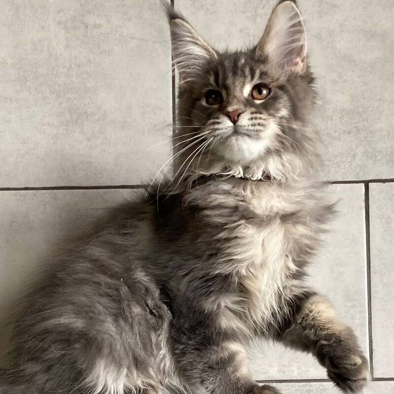 Tolyatti Maine Coon male, blue silver tabby