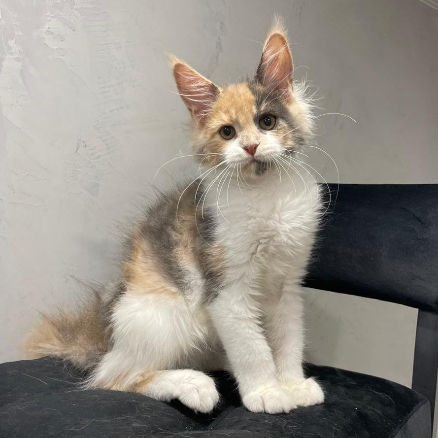Nelly Maine Coon female, blue tortie bicolour