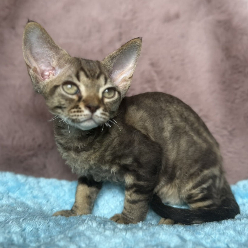 Xiaomi Devon Rex male, chocolate tabby