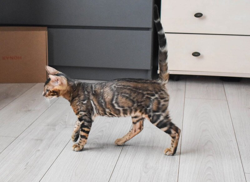Wolf Bengal male black spotted tabby - live animals