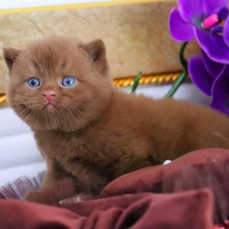 Romeo British Shorthair male, cinnamon