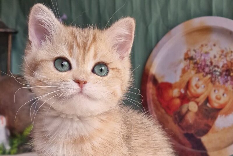 Anastasia British Shorthair female, black golden spotted tabby