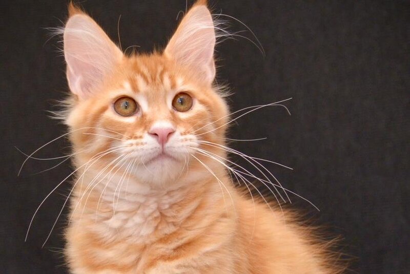 Velvet Maine Coon male, red tabby