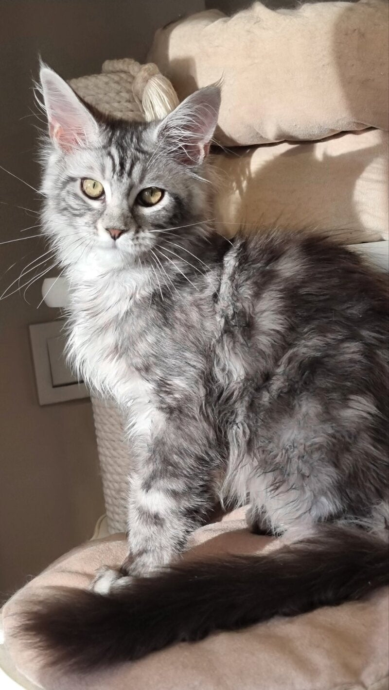 Clinta Maine Coon female black silver tabby - live animals