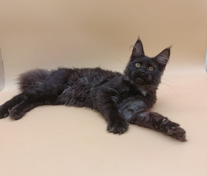 Isabelle Maine Coon female black silver - live animals