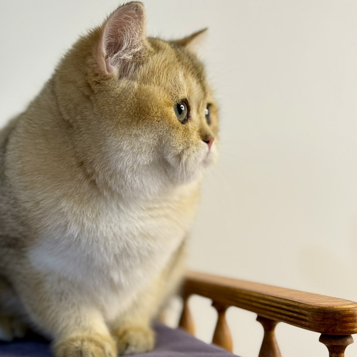 Viva British Shorthair female, black golden shaded