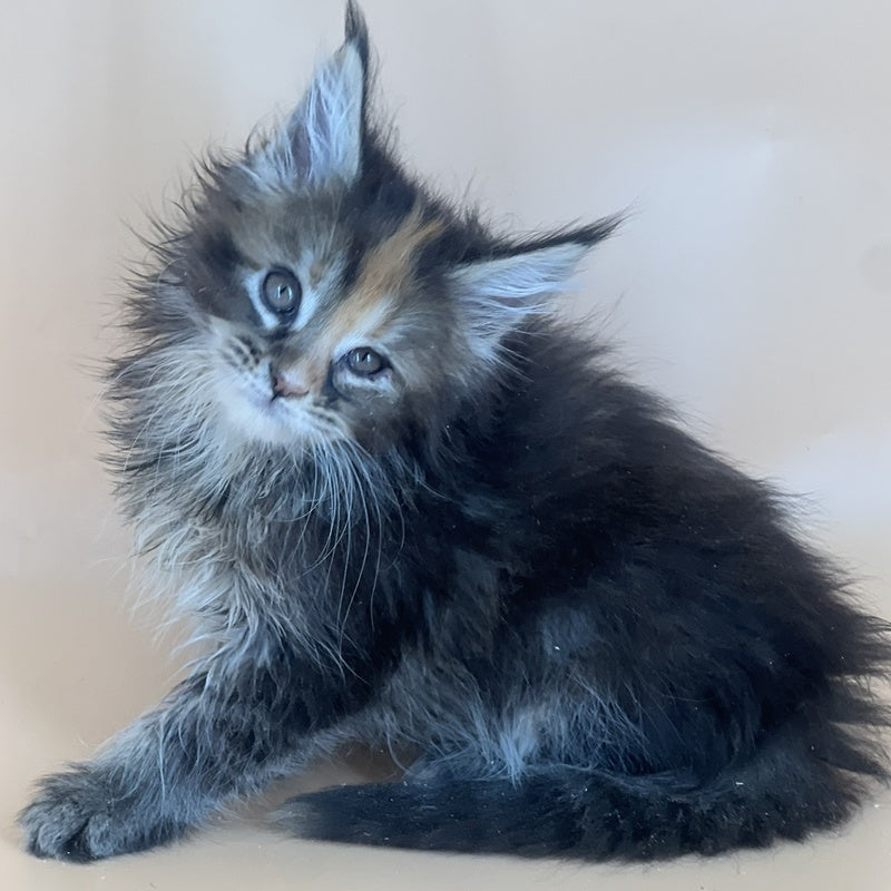 Bella Maine Coon female, black tortie silver
