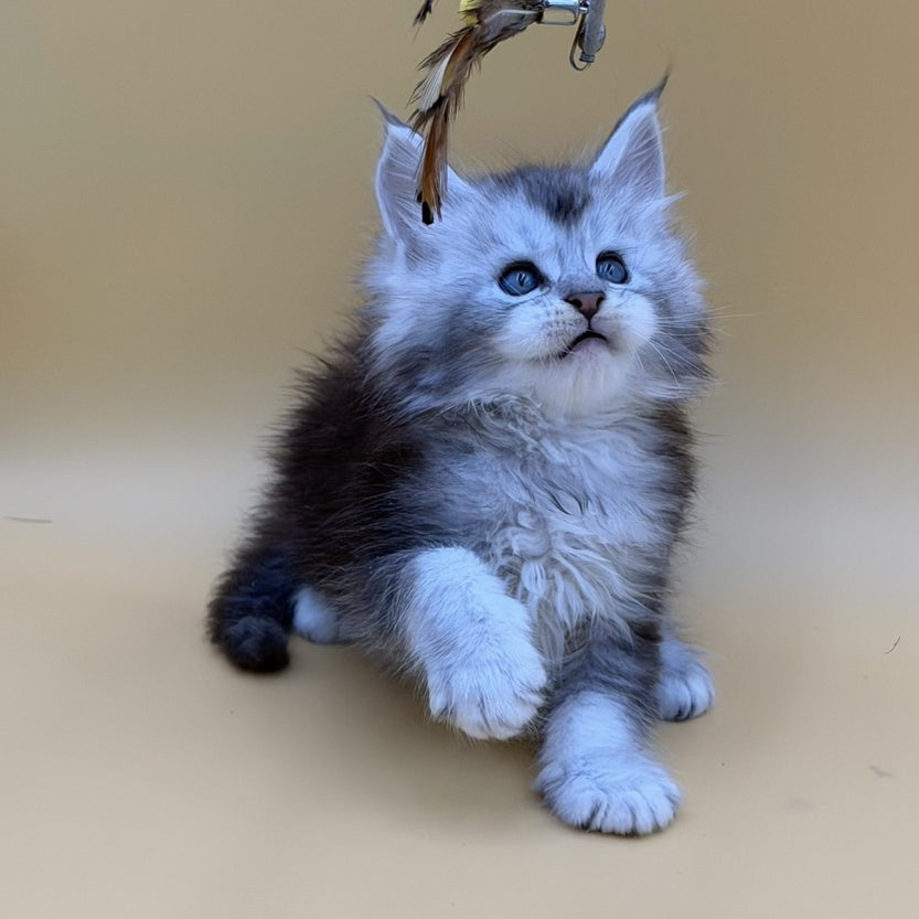 Hugo Maine Coon male, black silver ticked tabby