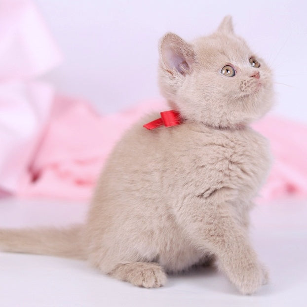 Nella British Shorthair female, fawn