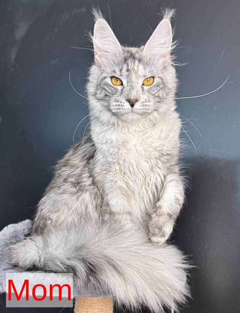 Ledi Dior Maine Coon female, blue tortie silver bicolour