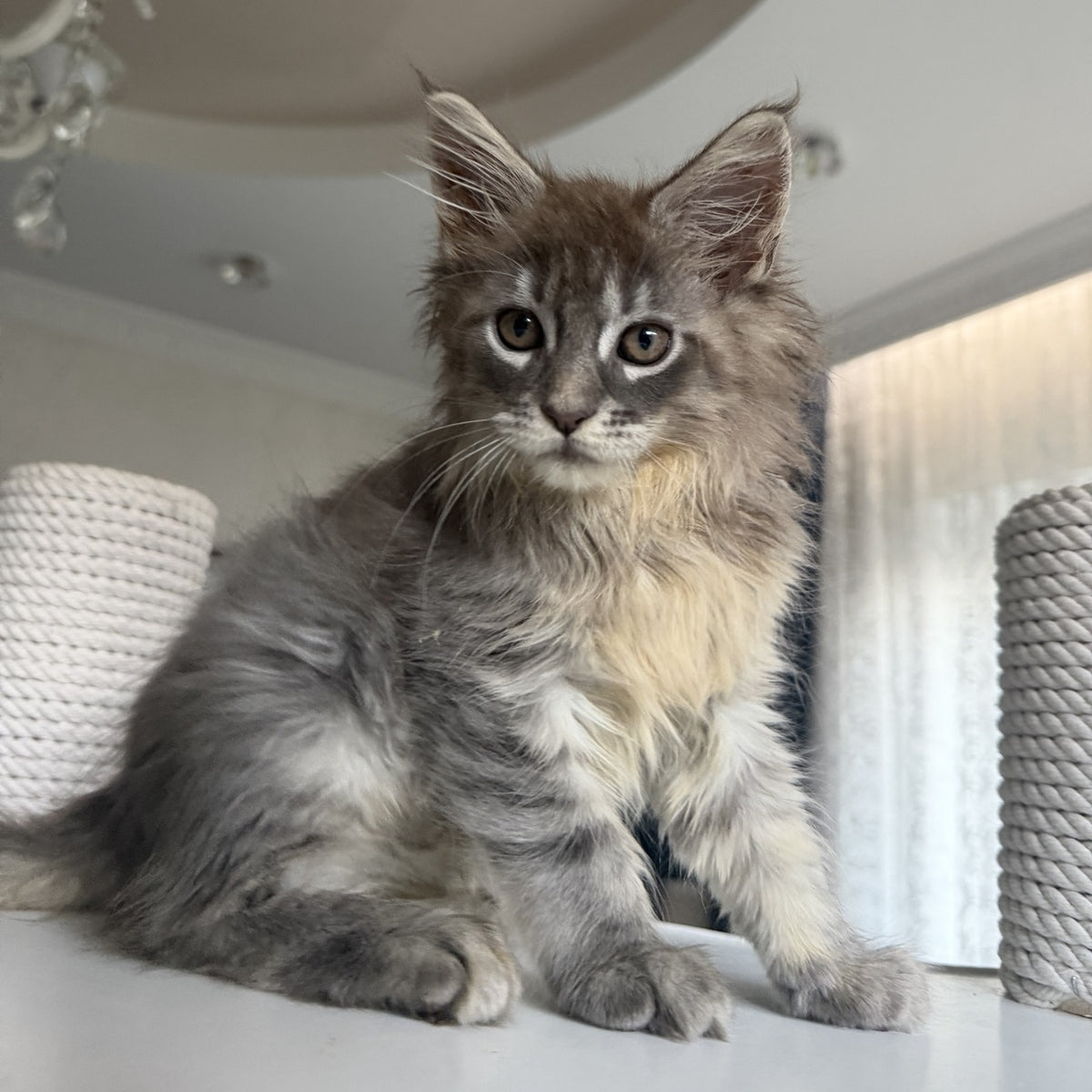 Eliot Maine Coon male, blue silver tabby