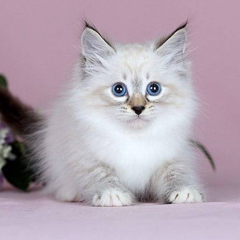 Jackson Siberian male, black with white tabby pointed