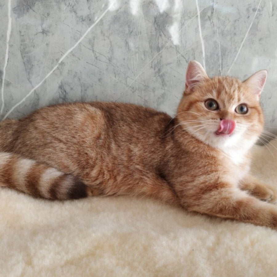 Agatha British Shorthair female, chocolate golden spotted tabby
