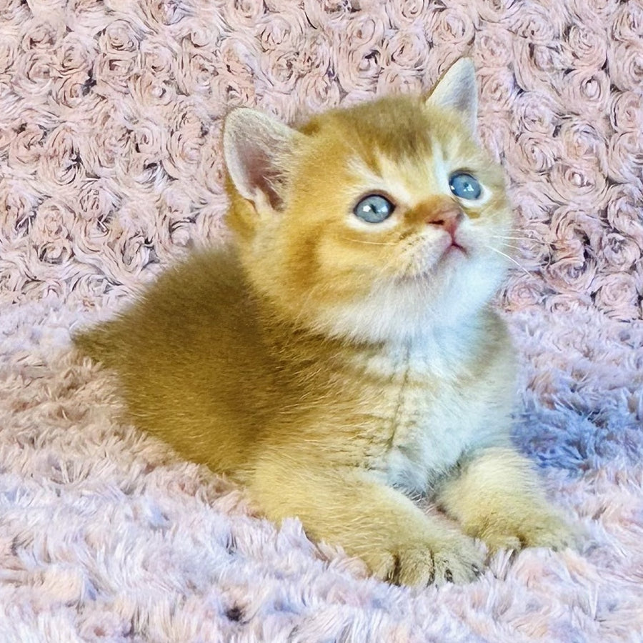 Golden Prince British Shorthair male, cinnamon golden shaded