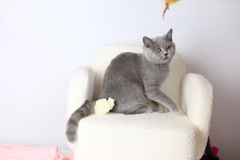 Miranda British Shorthair female blue - live animals