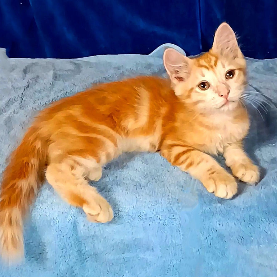 Еlvis Siberian male, red tabby