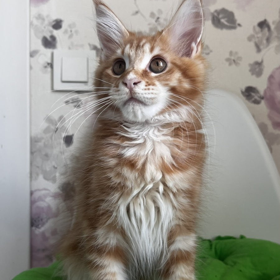 Sparky Maine Coon male, red tabby