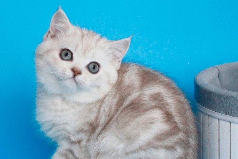 Xiolia British Shorthair female, chocolate silver tabby