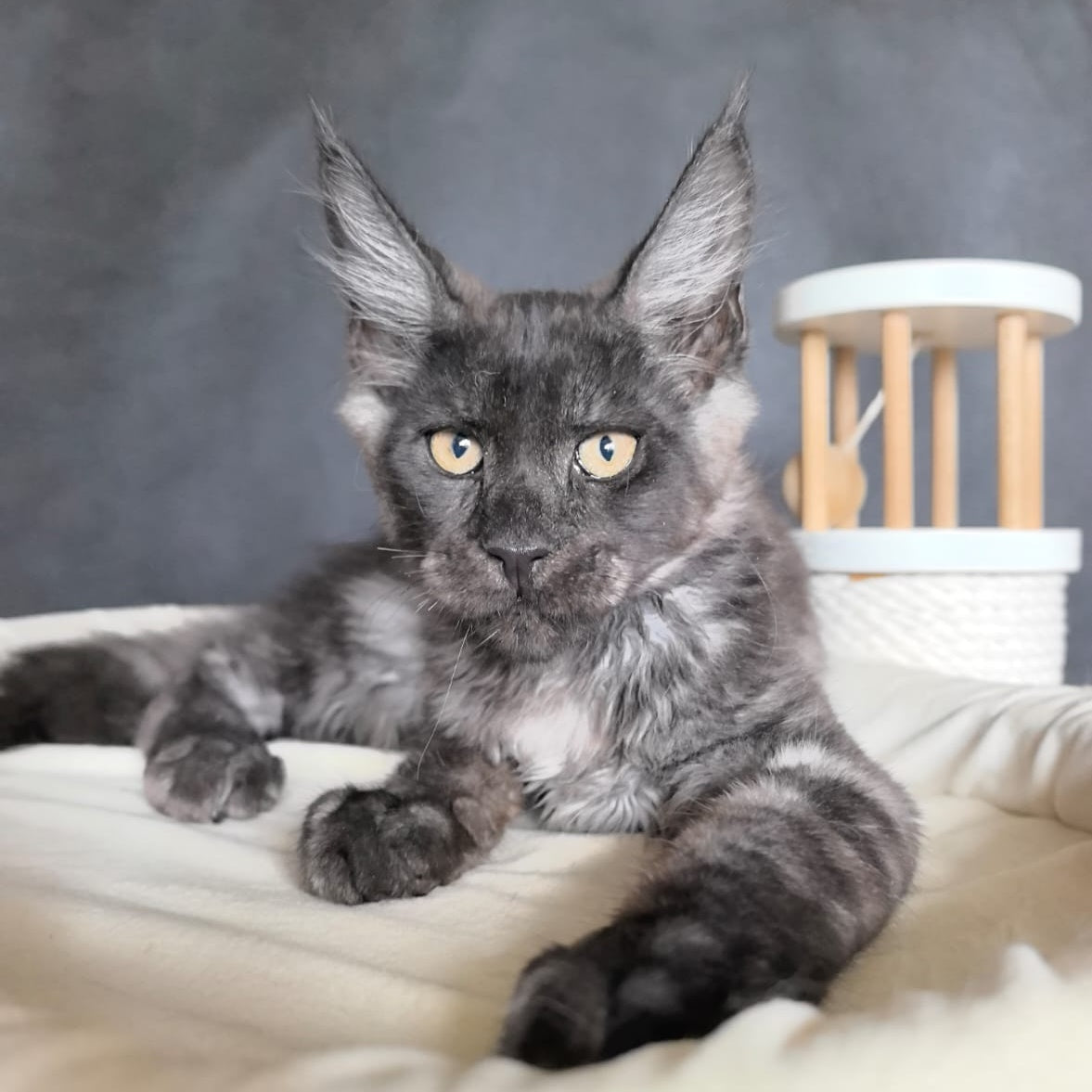 Axel Maine Coon male, black silver