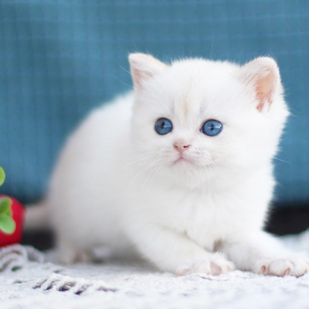 Flora British Shorthair female, black golden shaded pointed