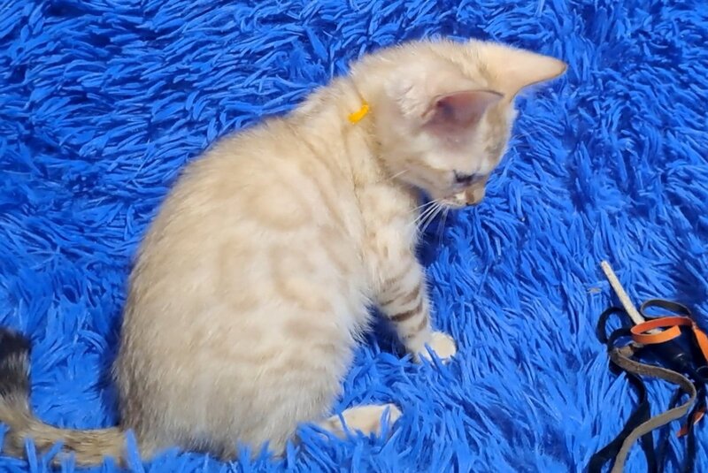 Kristen Bengal male, black spotted tabby pointed