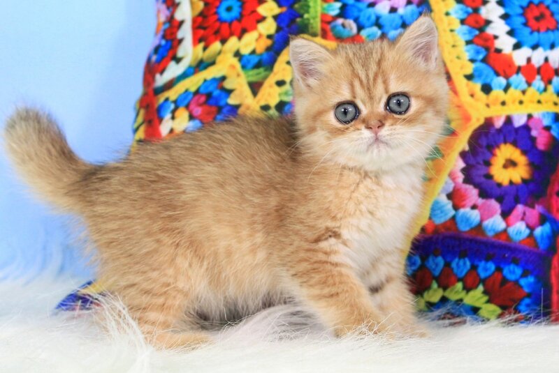 Rose British Shorthair female, black golden spotted tabby
