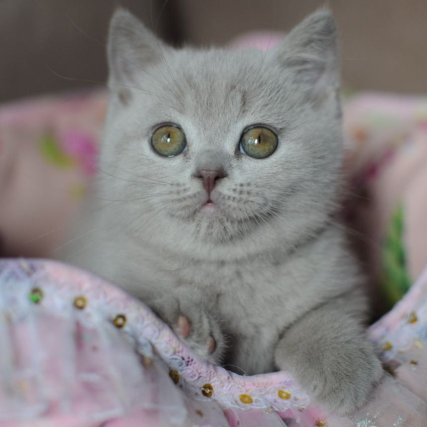 Twix British Shorthair male, lilac