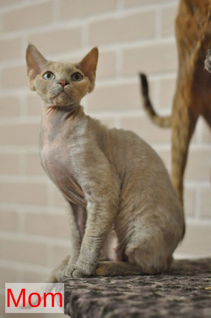 Romashka Devon Rex female, black tortie bicolour