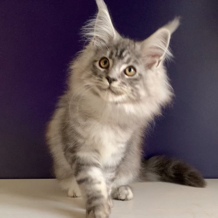 Manchester Maine Coon male, black silver tabby
