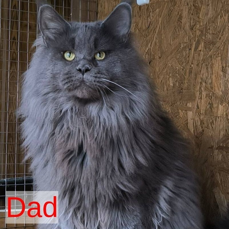 Lyndon Maine Coon polydactyl 5x5x6x6 male, cream silver tabby