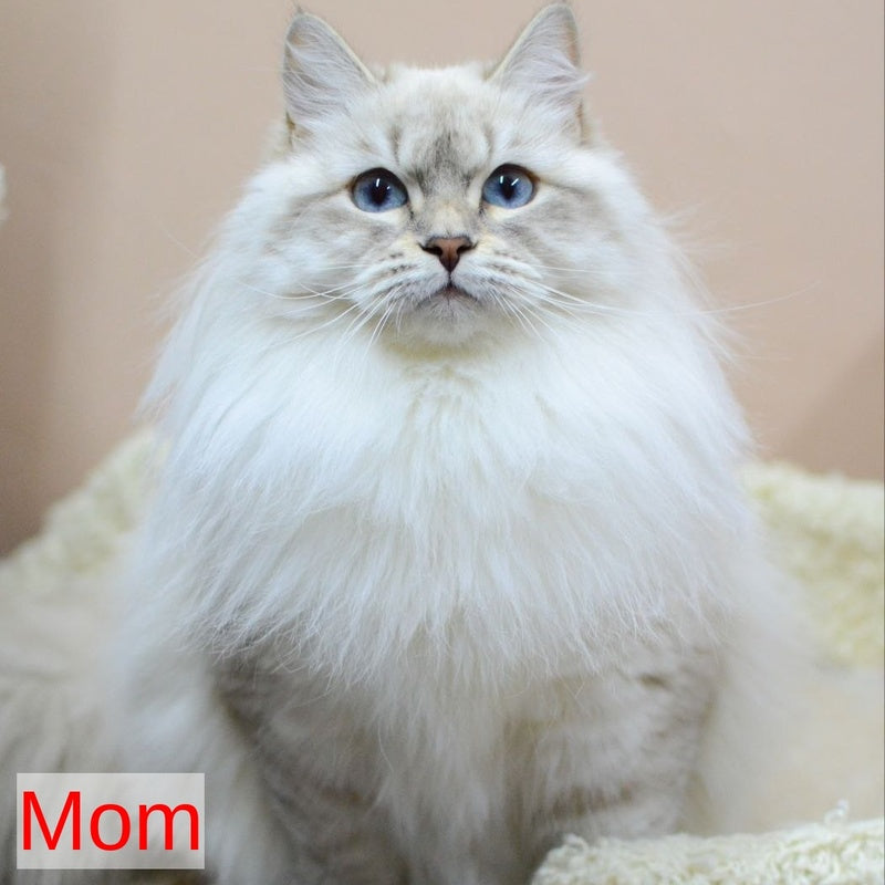 Geizer Neva Masquerade male, blue tabby pointed