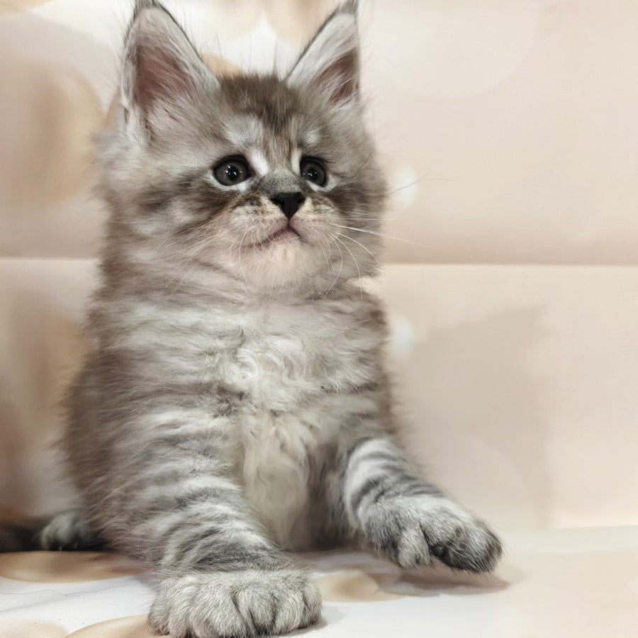 Favourite Maine Coon polydactyl 6x6x6x6 male, black silver