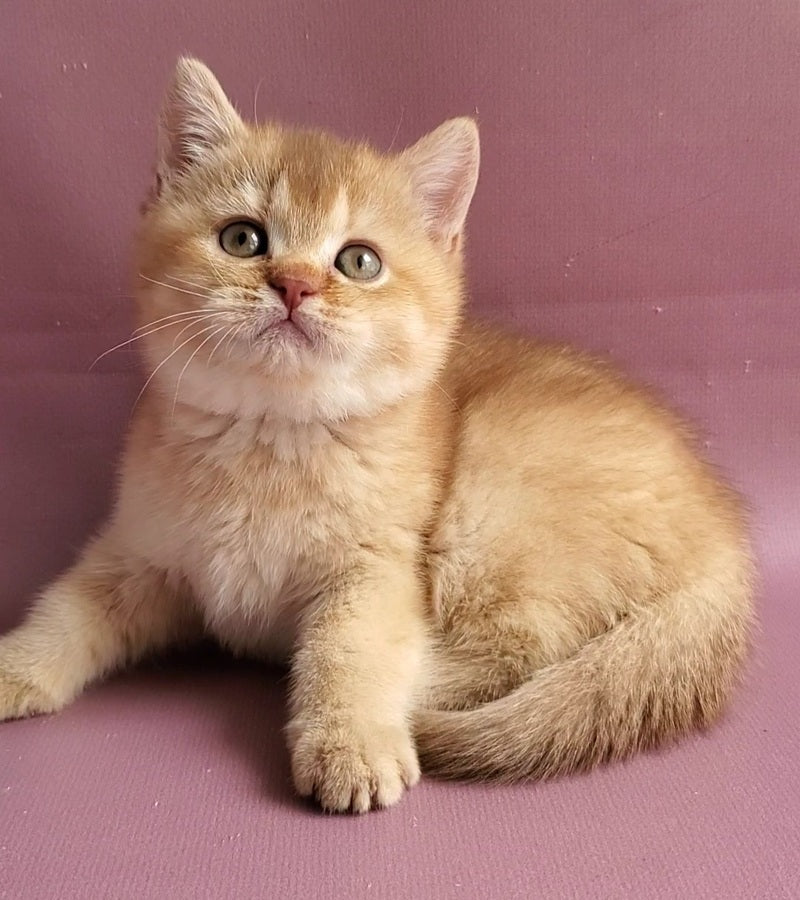 Ralph British Shorthair male cinnamon golden shaded - live animals