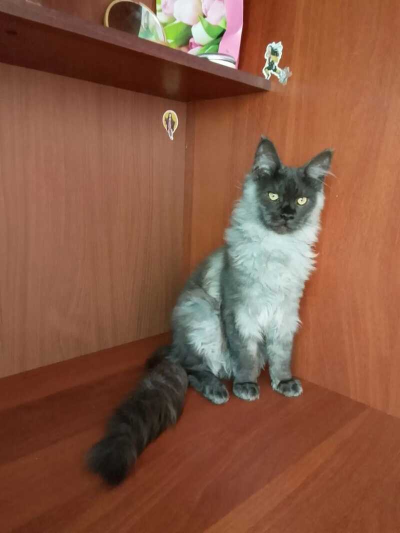 Jack Maine Coon male, black silver tabby