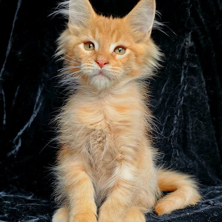 Mango Maine Coon male, red