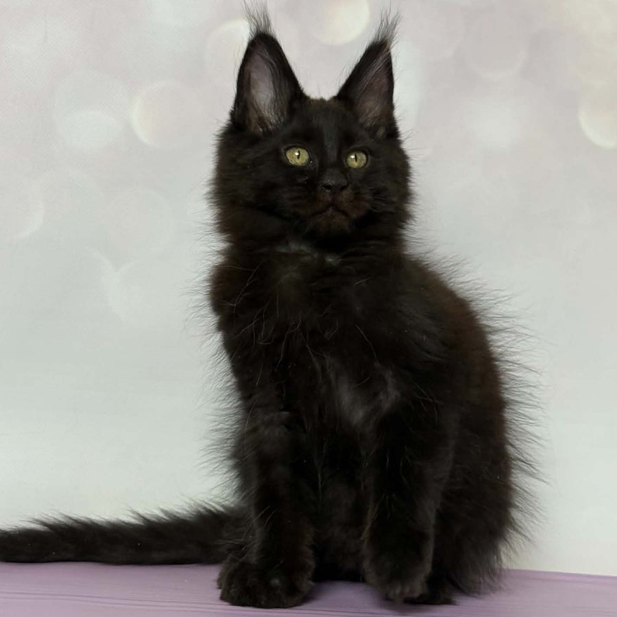 Dallas Maine Coon male, black