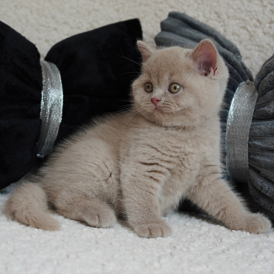 Ulysses British Shorthair male, fawn