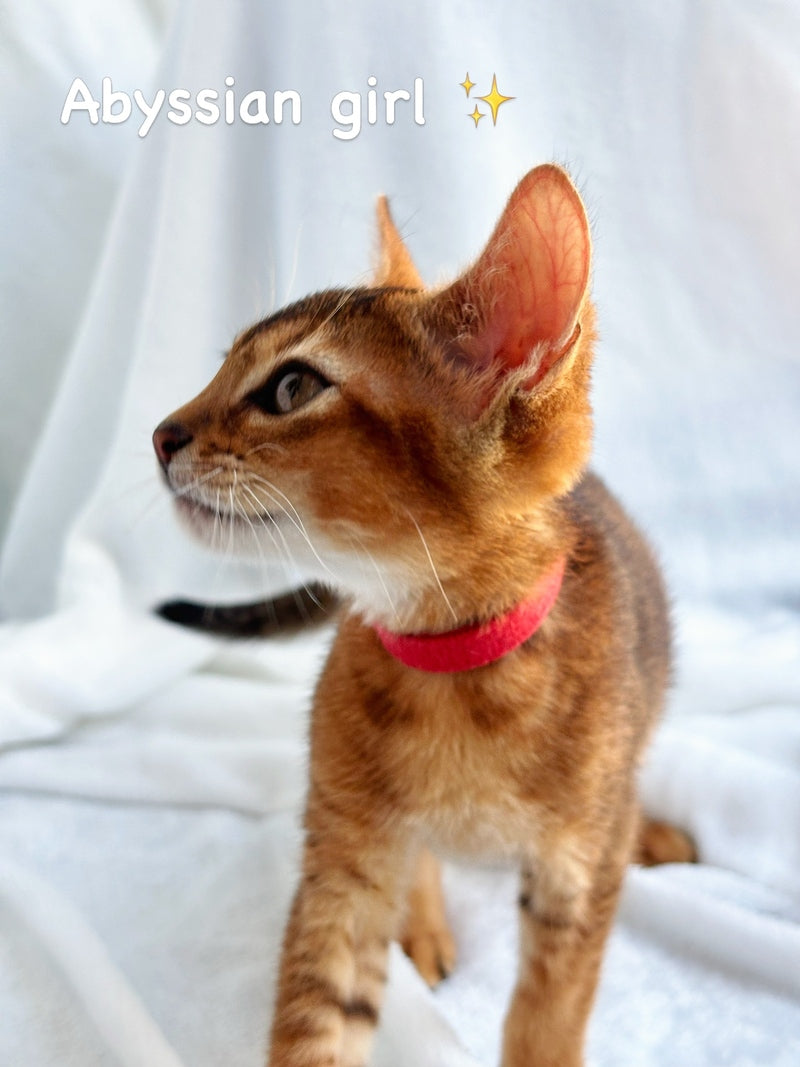 Sara Abyssinian female, ruddy