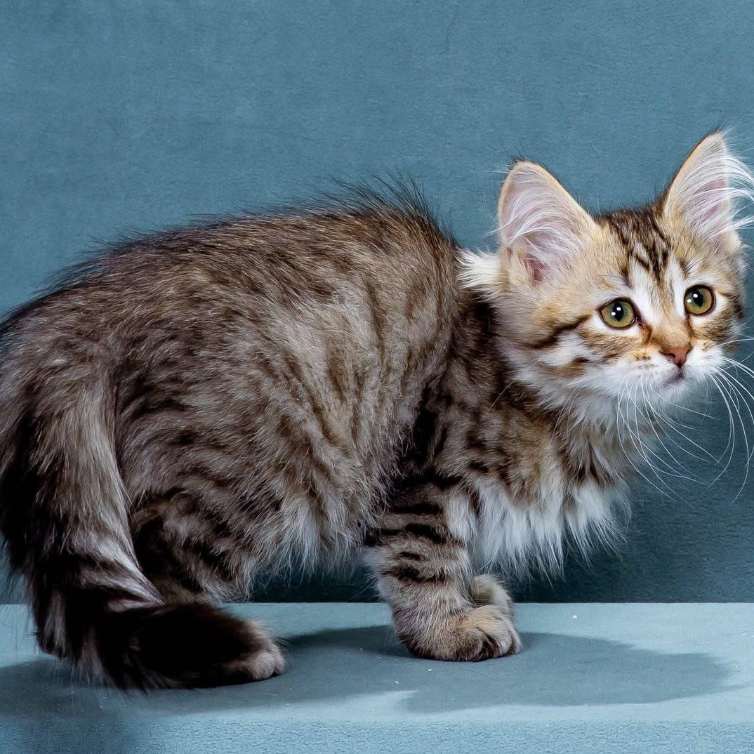 Ksusha Siberian female, black spotted tabby