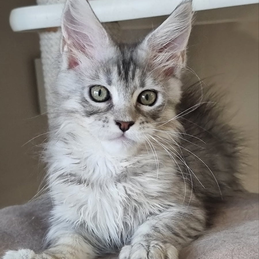 Elit Maine Coon male, black silver spotted tabby