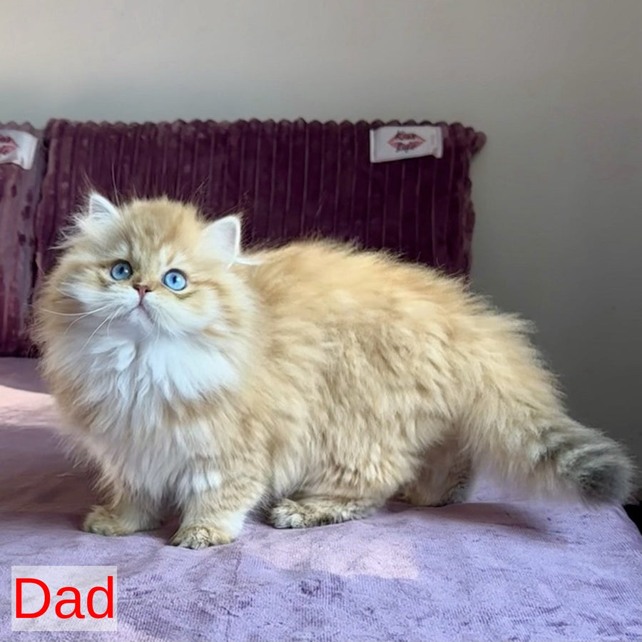 Imperial Leo British Longhair male, blue golden chinchilla pointed