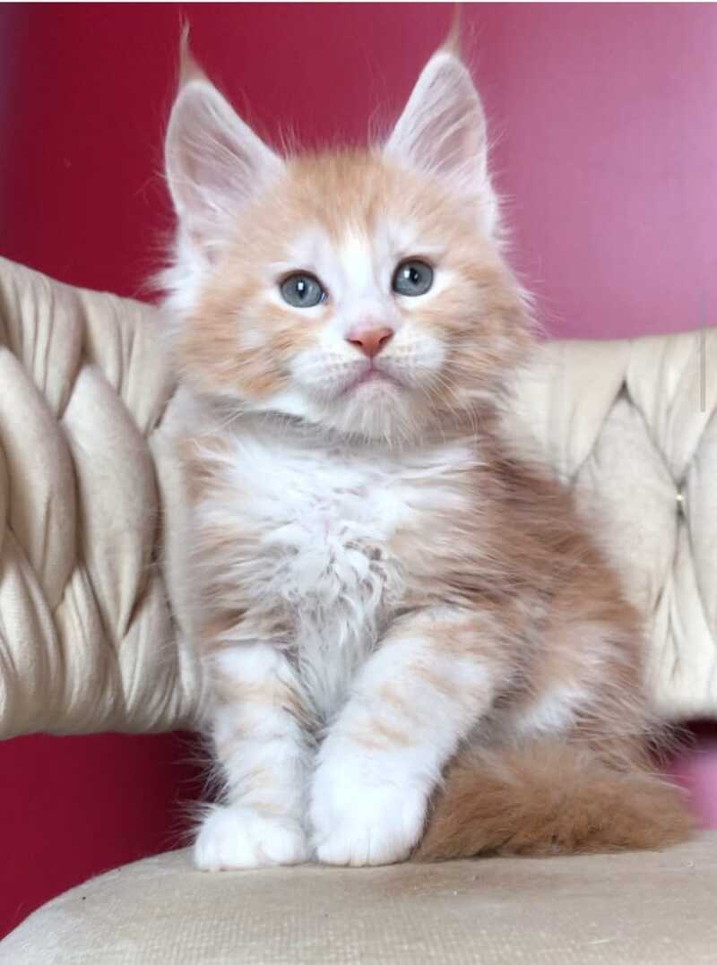 Yogurt Maine Coon male red silver tabby bicolour - live animals