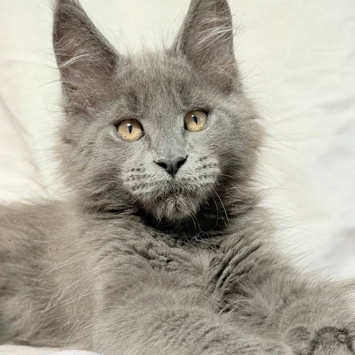 Gatsby Maine Coon male, blue silver